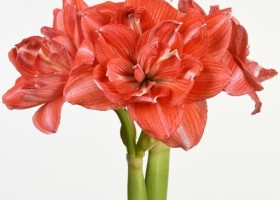 hippeastrum Double Shine (1)